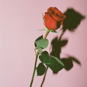 Meet your Posher, Eva